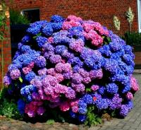 МОРОЗОСТОЙКАЯ САДОВАЯ ГОРТЕНЗИЯ БУКЕТ РОЗА КРАСОЧНЫЙ ШАР