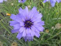 Голубой Купидон рассада