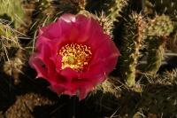 Opuncja Erinacea var. Utahensis zimująca cięta