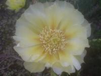 Набор из 8 опунций, зимующих в грунте рассада