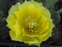 Опунция Humifusa зимующая рассада