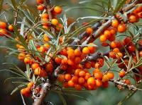 P9 ОБЛЕПИХА ОБЩИЙ HIPPOPHAE RHAMNOIDES