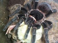 Lasiodora parahybana (SpidersForge)