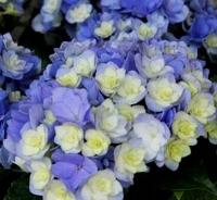 HORTENSJA YOU&ME PASSION PEŁNOKWIATOWA ODPORNA