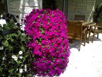 PETUNIA ZWISAJĄCA PURPUROWO FIOLETOWA PIĘNOŚĆ nasiona