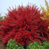 НА БЕДНЫЕ И СУХИЕ ПОЧВЫ РУБИНОВЫЙ ЖАРНОВЕЦ BOOSKOP