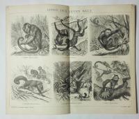 grafika Affen der Neuen Welt małpy 1882 SPK