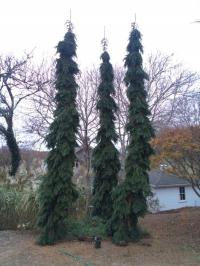 Сильно плачущая ель белая, канадская 'Pendula' C5