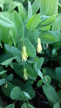 Jagodowiec o ciemnych liściach sadzonka