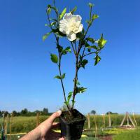 Hibiskus WHITE CHIFFON Ketmia Syryjska Sadzonka 30cm 0,4L DUŻE BIAŁE KWIATY