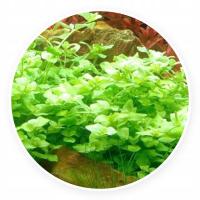 Bacopa australis [2 szt / sadzonki] Hodowla PG