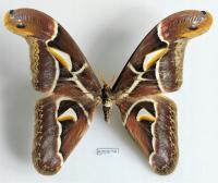 Motyl Motyl Attacus edwardsii 186mm RZADKO OFEROWANY .