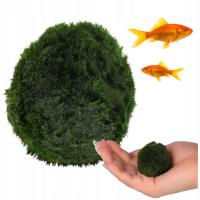 ROŚLINA DO AKWARIUM CLADOPHORA GAŁĘZATKA KULISTA 3-5cm