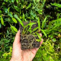STORCZYK Dinema (Encyclia) polybulbon - terrarium, wiwarium