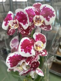 Storczyk żywy JMP 60cm 2 pędy formowany świeża dostawa