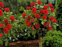 Róża pienna CZERWONA MINI NR 850