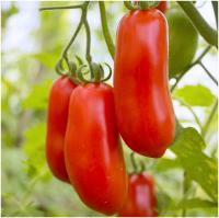 werbena Pomidor Hugo odmiana wysoka do tuneli i gruntu nasiona 0,5 g