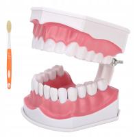 Образовательная модель зубных зубов