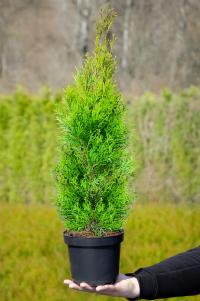 Туя изумруд 2л 60-80 см красивый высокий саженец для живой изгороди