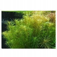 Rotala sp. Nanjenshan Roślina do Akwarium Koszyk XXL