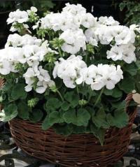 PELARGONIA RABATOWA BIAŁA nasiona Ideał balkon i ogród