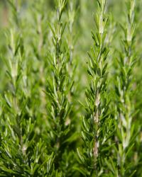 ROZMARYN aromatyczna przyprawa NASIONA ZIÓŁ