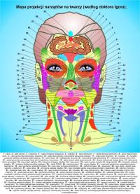 Plakat strefy narządów na twarzy 60x84 cm