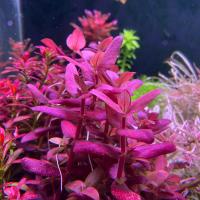 Bacopa salzmannii Purple - RA koszyk XXL