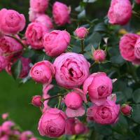 'Pomponella' ADR - розово-розовый помпон здоровый Кордес голый корень