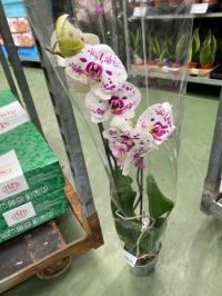 Орхидея Jmp 2 побега 60см