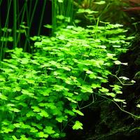 Hydrocotyle tripartita Japan (in-vitro) puszka 5cm (porcja)