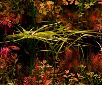 Echinodorus angustifolius z hodowli podwodnej