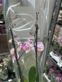 Орхидея Jmp 2 побега 60см