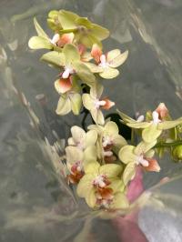 Орхидея живая JMP 40см 2 побега Multiflora нет названия