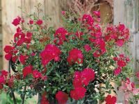 Почвопокровная роза 