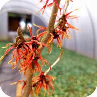 Oczar pośredni Jelena, szczepiony, z pąkami kwiatowymi, 70-100 cm