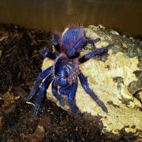 Pterinopelma sazimai 3.5-4 DC большие синие тарантулы