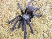 Thrigmopoeus truculentus (SpidersForge)