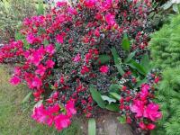 Азалия японская Марушка карминова