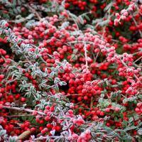 Irga pozioma pakiet 5 sztuk 1L idealny zimozielony zestaw na skarpę