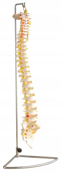 Model kręgosłupa do akupunktury w skali 1:1