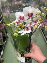 Storczyk żywy JMP 40cm 3 pędy Multiflora haven