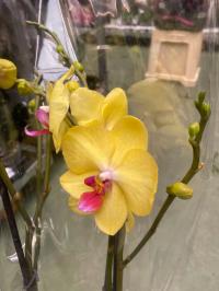 Орхидея Jmp 2 побега 60см мира