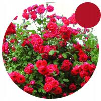 Плетистая роза-Paul'S Scarlet-Красная-быстрый рост