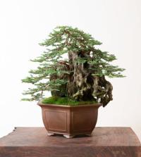 Sekwoja wieczniezielona, sequoiadendron giganteum