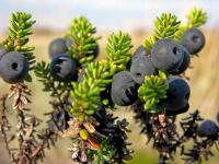 Семена чернозема - вечнозеленого кустарника со съедобными плодами