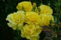 РОЗА ДИСКОНТНАЯ ЖЕЛТАЯ ДЛЯ СКИДКИ * FRES * УПАКОВКА ИЗ 5 ШТУК