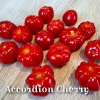 Pomidor Accordion Cherry