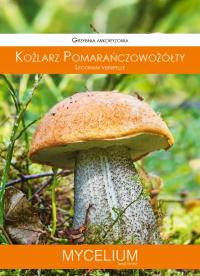 Козерог оранжевый утолщенный живой мицелий