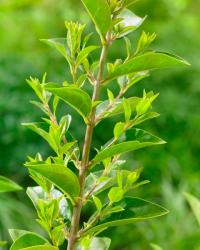 GK LIGUSTR ВЕЧНОЗЕЛЕНЫЙ ОВАЛИФОЛИУМ БЫСТРАЯ ЖИВАЯ ИЗГОРОДЬ